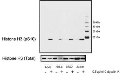 Western Blot: HIST1H3A [p Ser10] Antibody [NB100-97852]